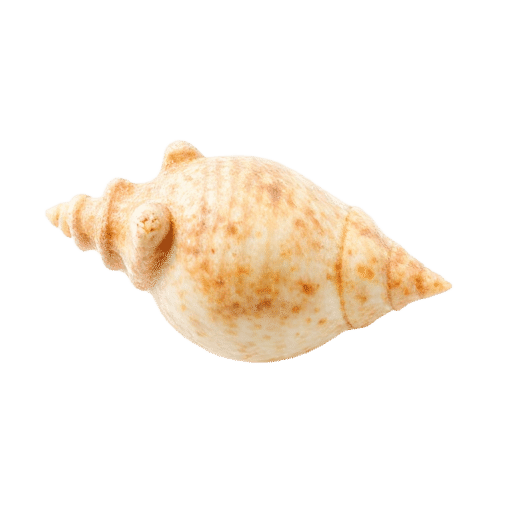 Pen Shell