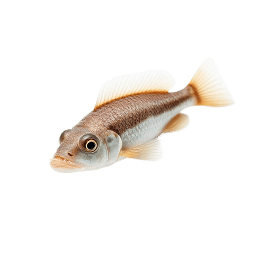 Perkins' Goby
