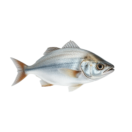 Peruvian Silverside