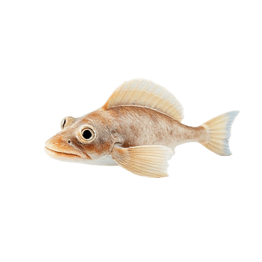 Pharaoh Cuttlefish