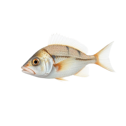 Pinfish