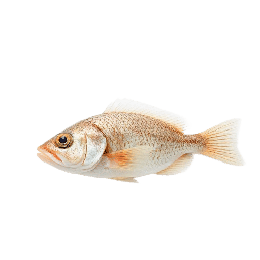 Plaice