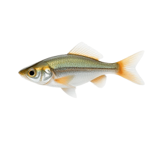 Pond Smelt