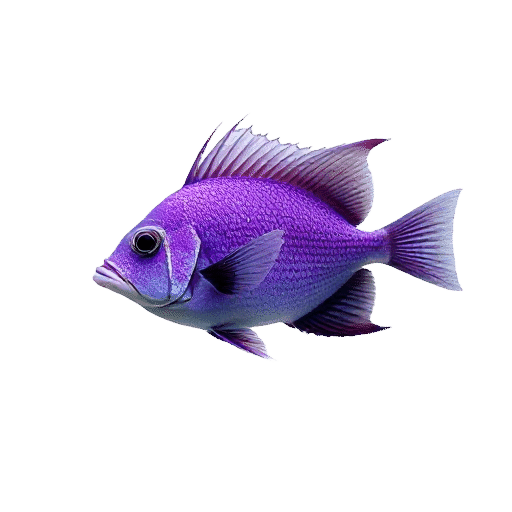 Purpleback Angelfish