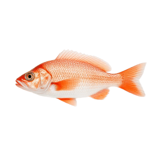 Red Mullet
