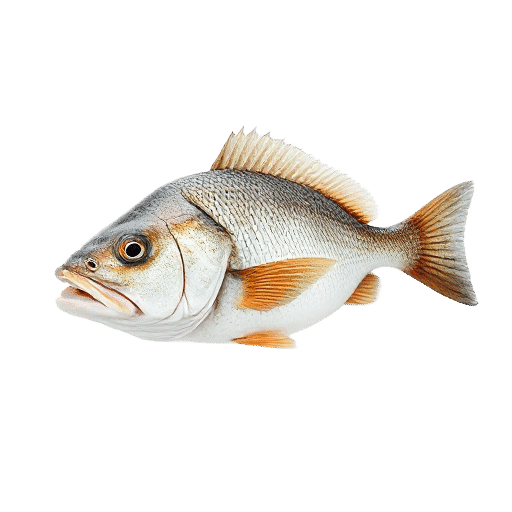 Rock Cod