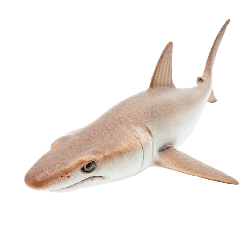 Sawtail Catshark