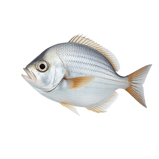 Sea Bream