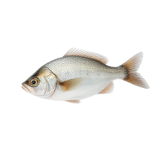 Shad
