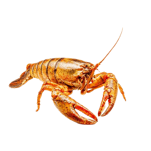 Slipper Lobster