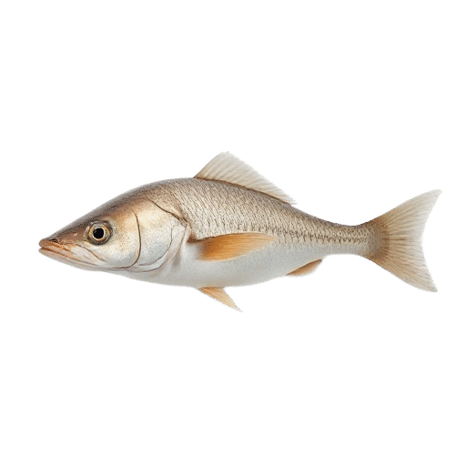 Smooth Hound