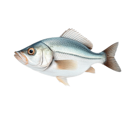Spanish Mackerel