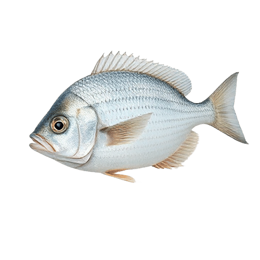 Spiny Bream
