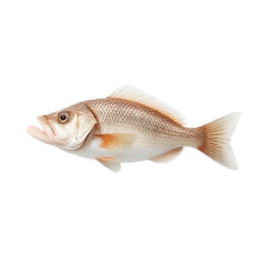 Tongue Sole