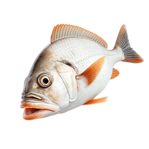 Tomcod