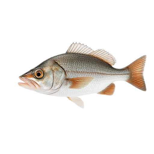 Twolined Mullet