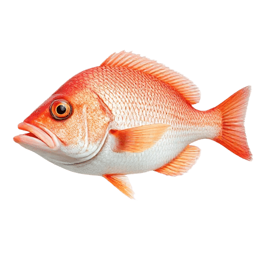 Vermilion Snapper