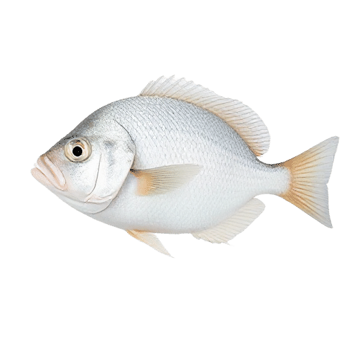 White Bream