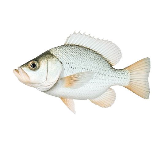 White Crappie