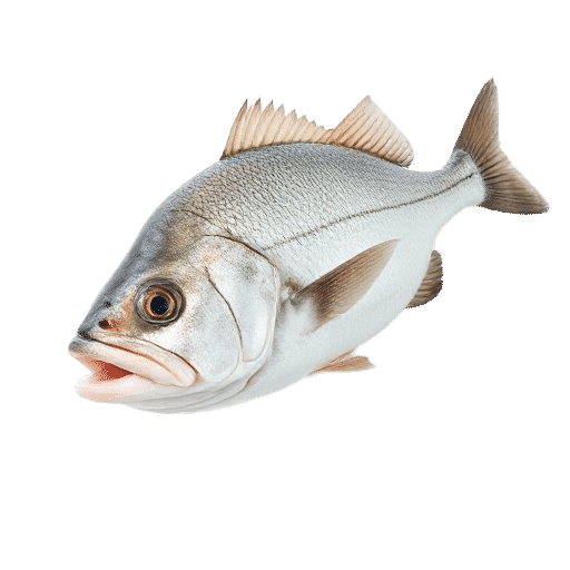 White Seabass