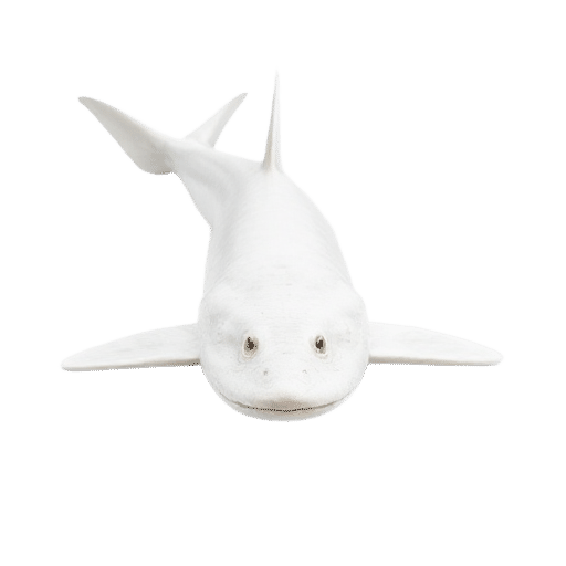 White Sturgeon