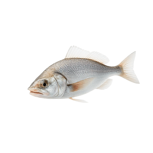 Whiting