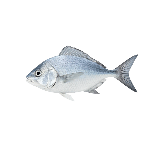 White Trevally