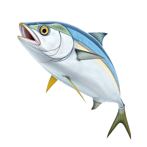Yellowfin Tuna