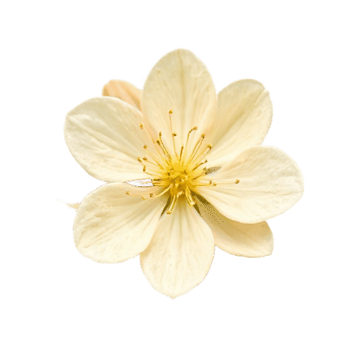 Acacia