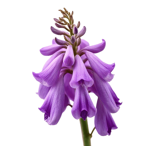 Aconitum
