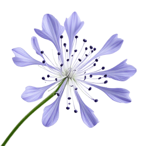 Agapanthus
