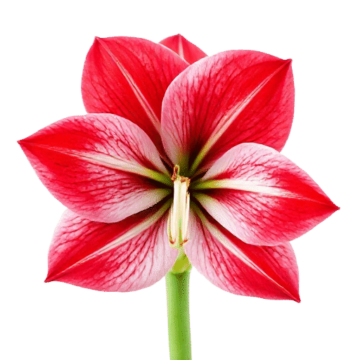 Amaryllis