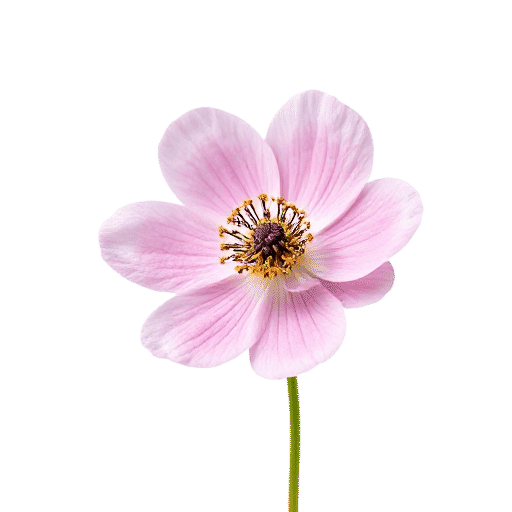 Anemone