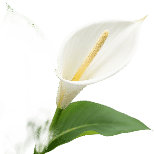 Arum Lily