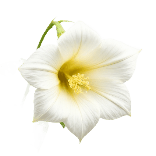 Angel's Trumpet