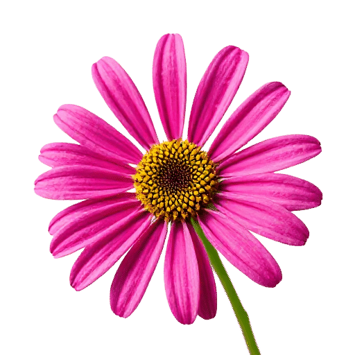 Aster