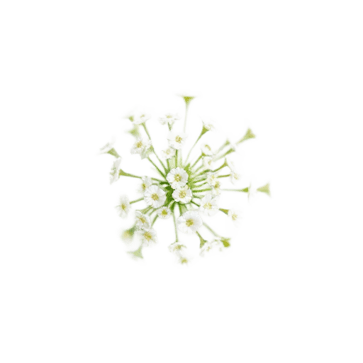 Baby's Breath