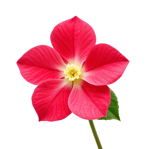 Begonia