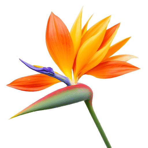Bird of Paradise