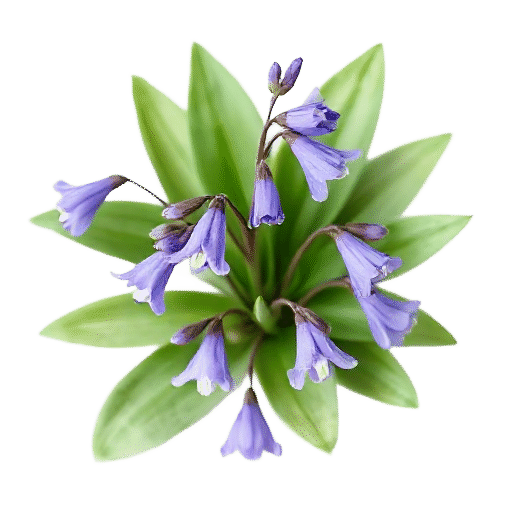 Bluebells