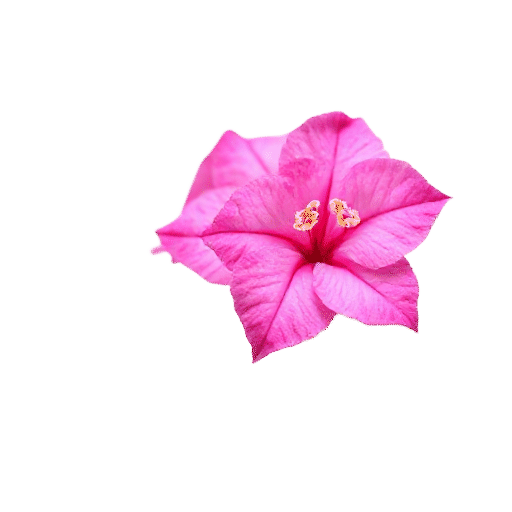 Bougainvillea