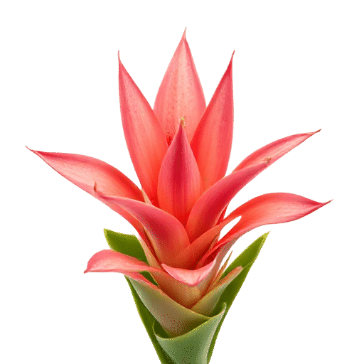 Bromeliad