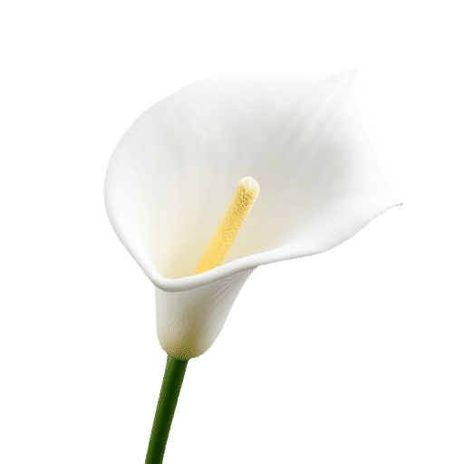 Calla Lily