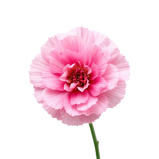 Carnation