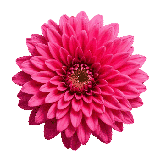 Chrysanthemum