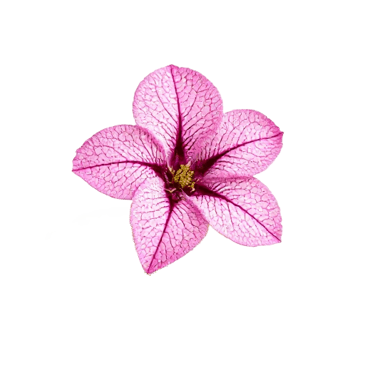 Coleus
