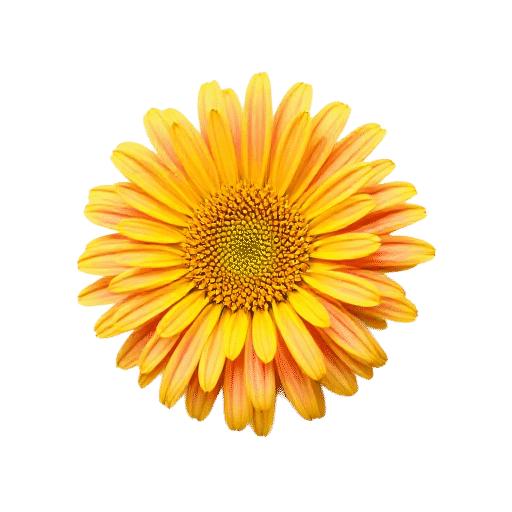 Cornflower