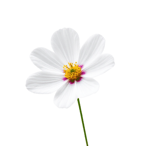 Cosmos
