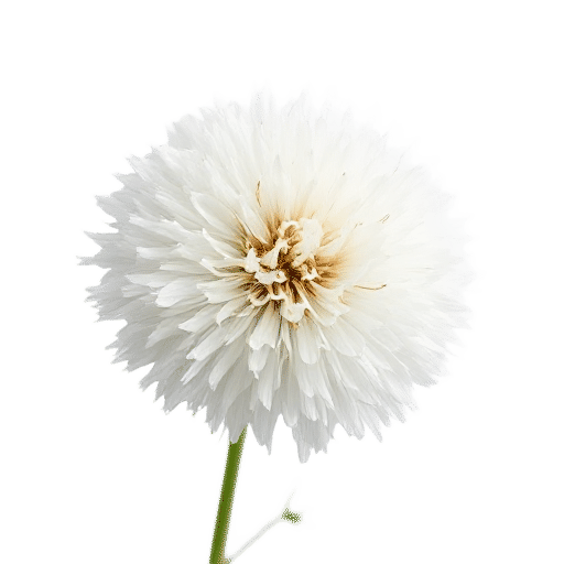Cotton Ball Flower