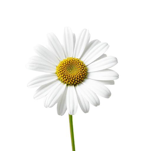 Dahlberg Daisy